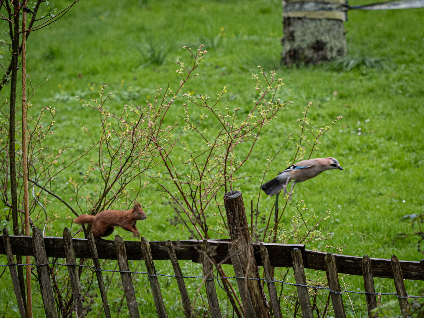 Wegerecht, Attacke