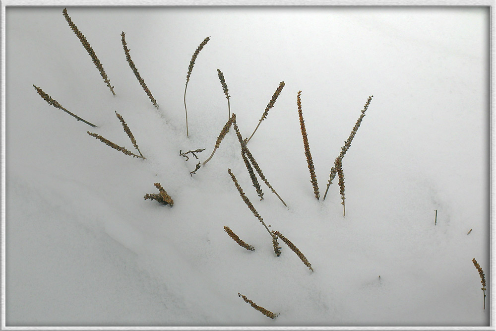 Wegerich im Winterweg