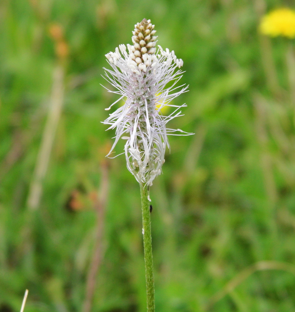 Wegerich in Blüte