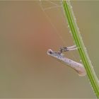 Wegerich-Miniermotte (Aspilapteryx tringipennella)