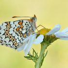 Wegerich Scheckenfalter auf Kamille