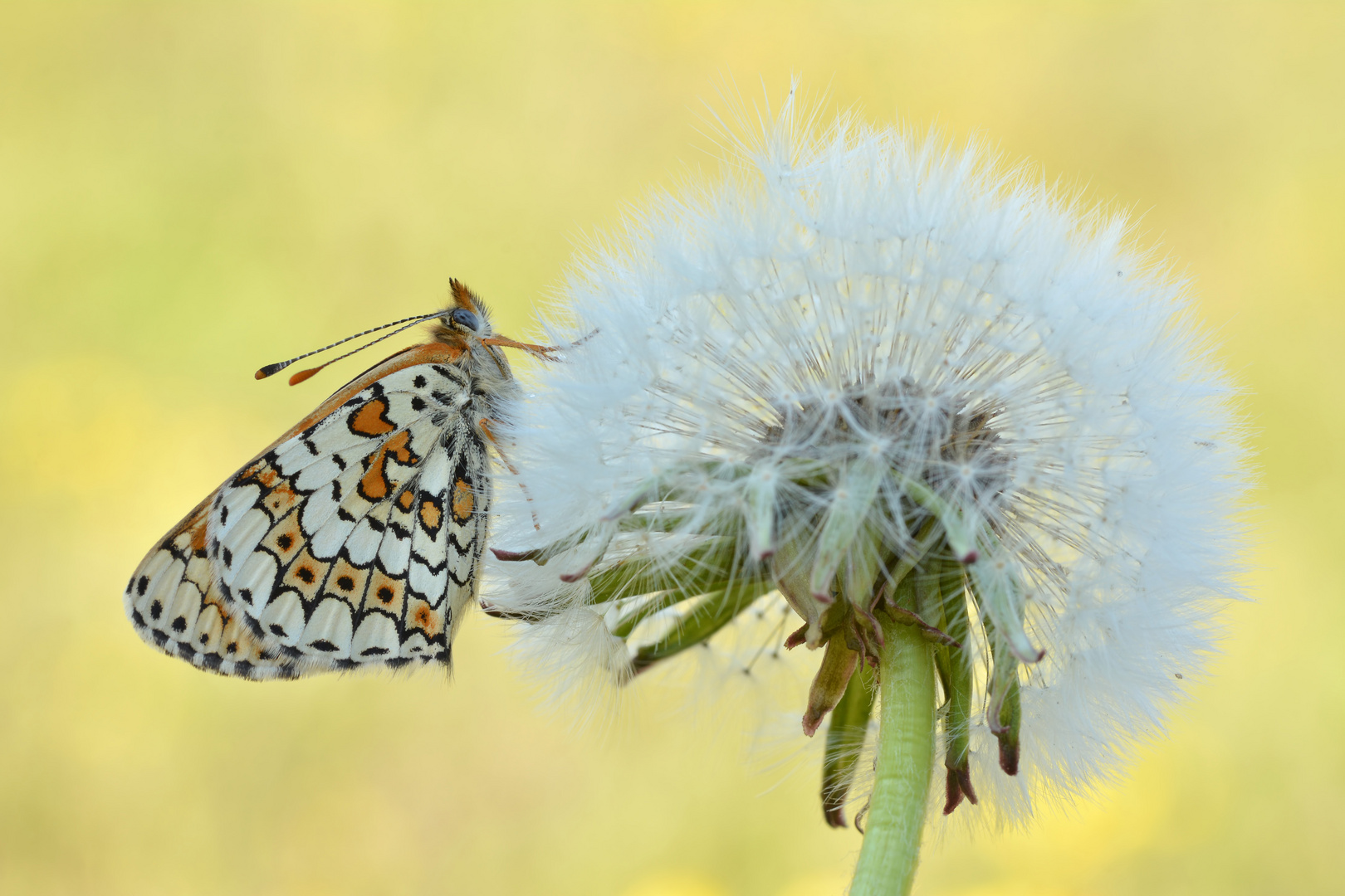 Wegerich Scheckenfalter auf Pusteblume