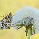 Wegerich Scheckenfalter auf Pusteblume