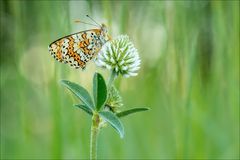 Wegerich-Scheckenfalter