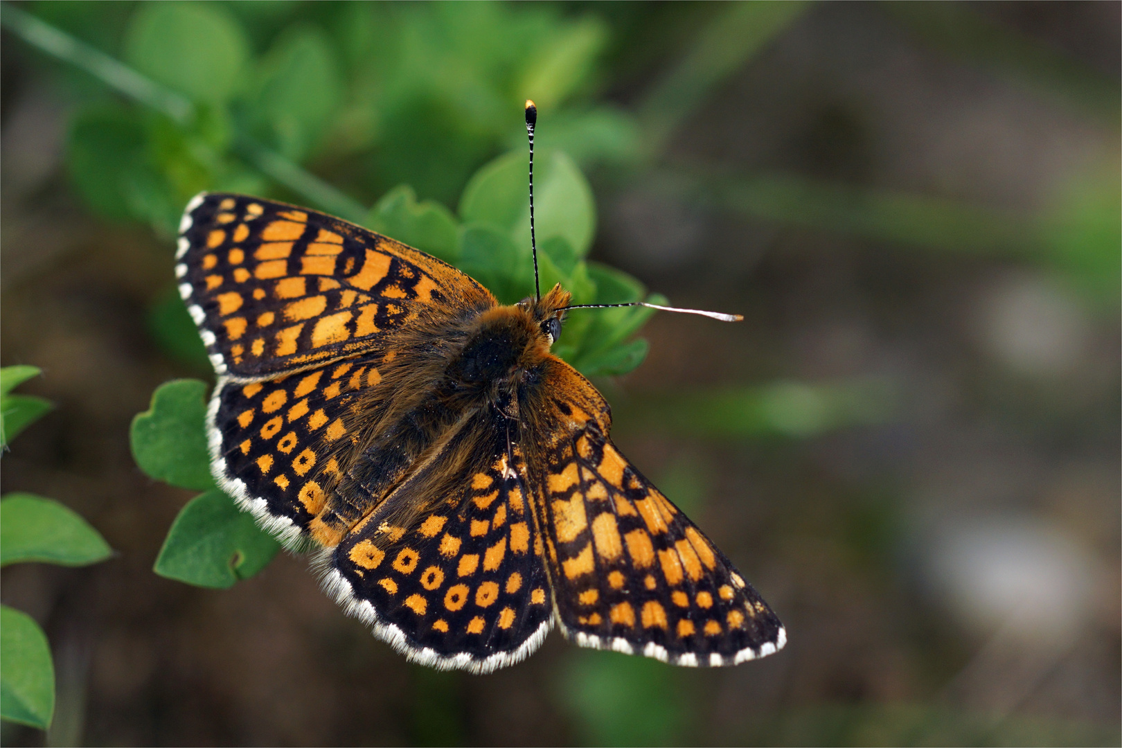 Wegerich-Scheckenfalter, Melitaea cinxia