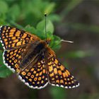 Wegerich-Scheckenfalter, Melitaea cinxia