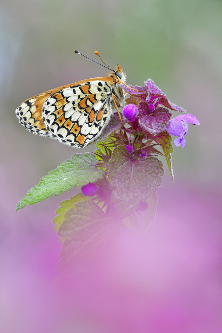 Wegerich Scheckenfalter - Melitaea cinxia #10