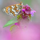 Wegerich Scheckenfalter - Melitaea cinxia #10