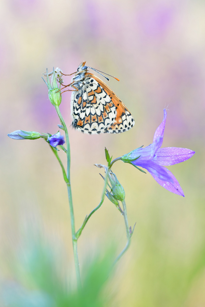 Wegerich Scheckenfalter - Melitaea cinxia #11