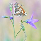 Wegerich Scheckenfalter - Melitaea cinxia #11