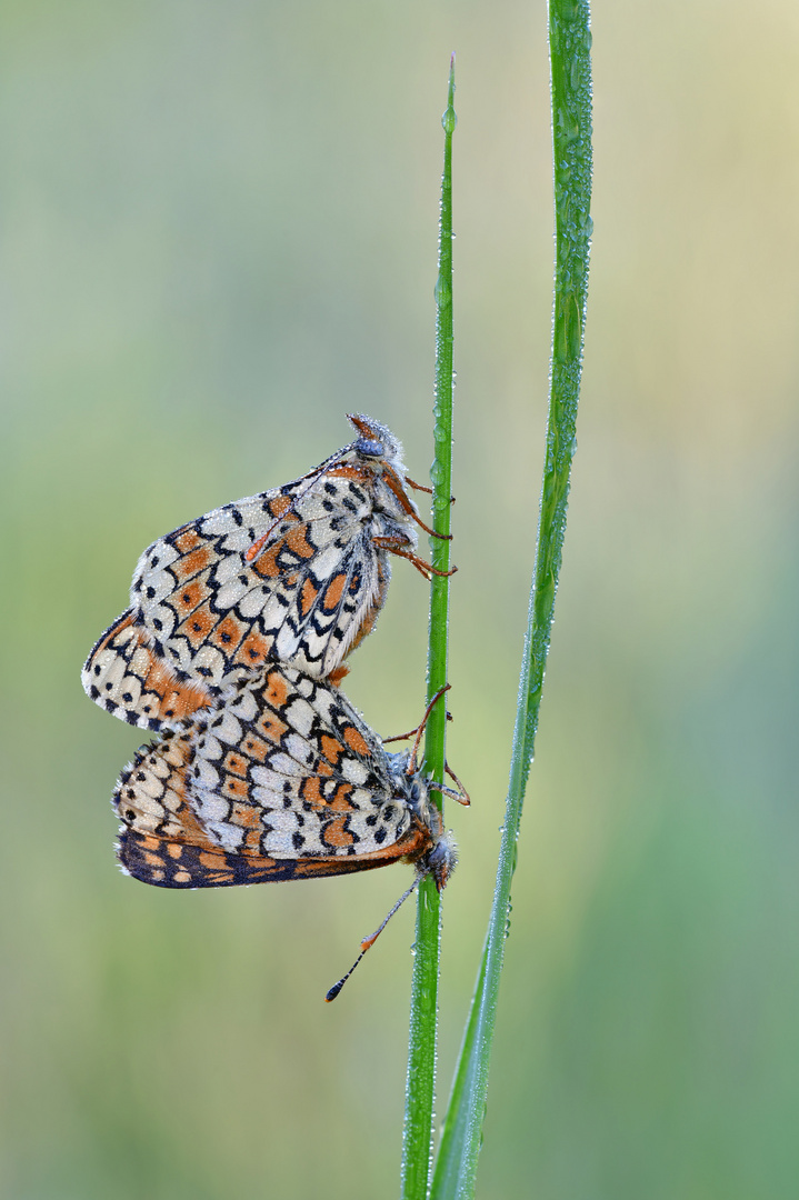 Wegerich Scheckenfalter - Melitaea cinxia #12