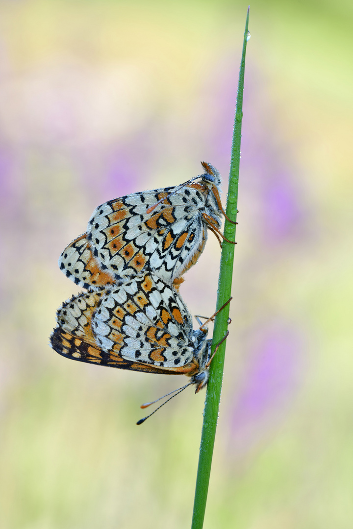 Wegerich Scheckenfalter - Melitaea cinxia #13