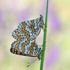 Wegerich Scheckenfalter - Melitaea cinxia #13