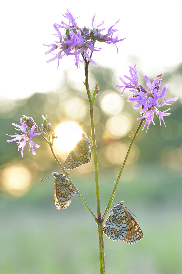 Wegerich Scheckenfalter - Melitaea cinxia #14