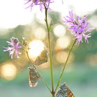 Wegerich Scheckenfalter - Melitaea cinxia #14