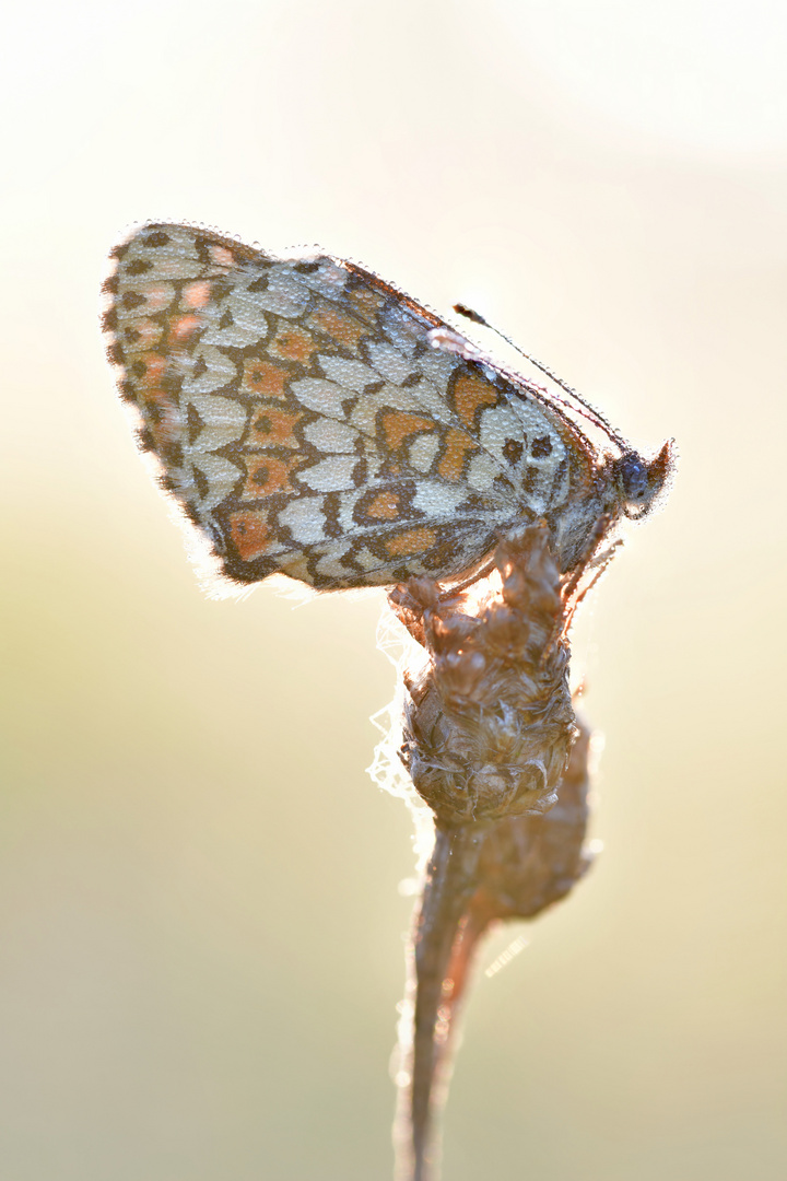 Wegerich Scheckenfalter  - Melitaea cinxia #14