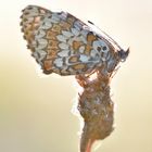 Wegerich Scheckenfalter  - Melitaea cinxia #14