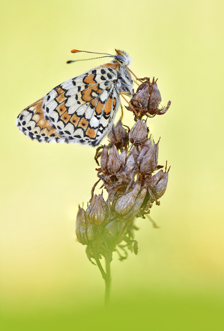 Wegerich Scheckenfalter - Melitaea cinxia #16