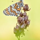 Wegerich Scheckenfalter - Melitaea cinxia #16