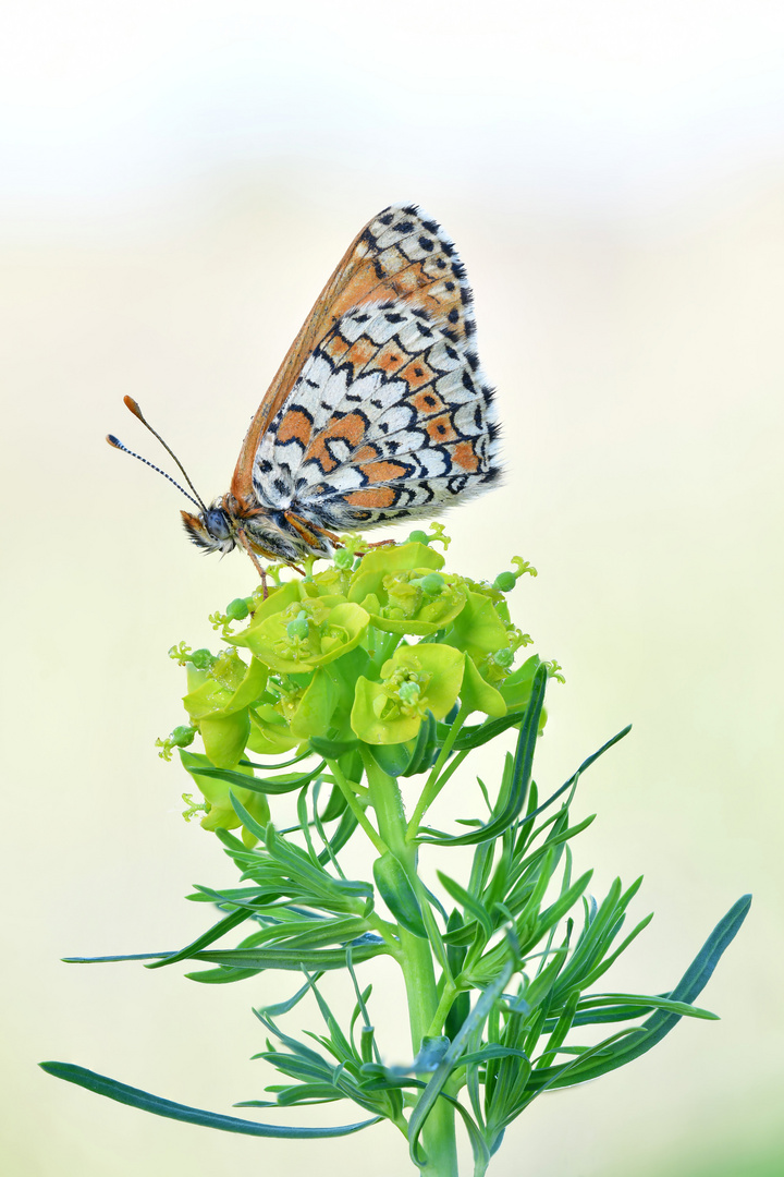 Wegerich Scheckenfalter - Melitaea cinxia #18