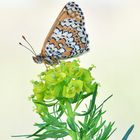 Wegerich Scheckenfalter - Melitaea cinxia #18