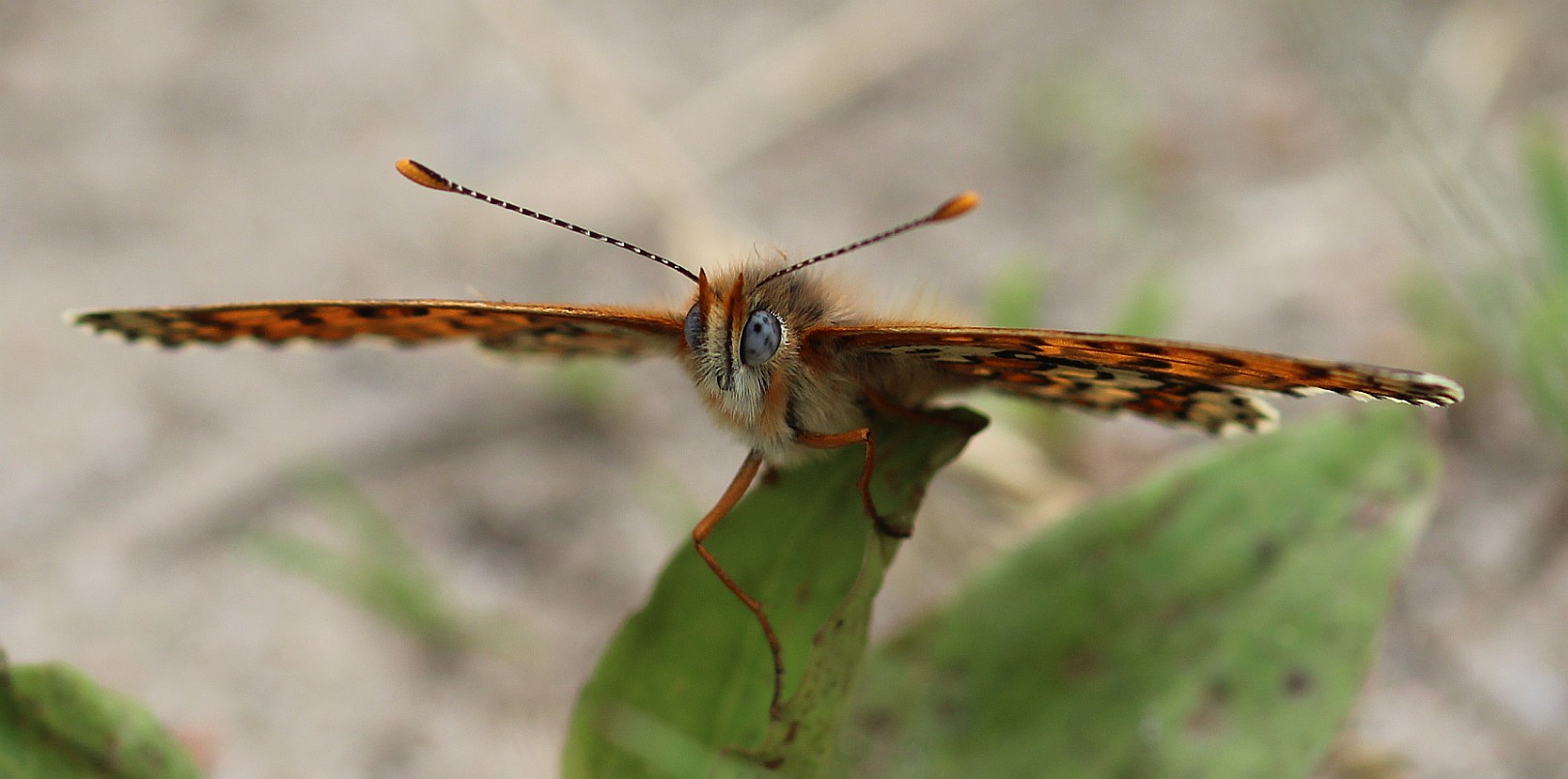 Wegerich Scheckenfalter - Melitaea cinxia