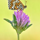 Wegerich Scheckenfalter - Melitaea cinxia #2