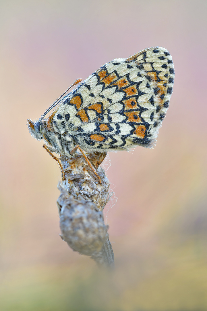 Wegerich Scheckenfalter - Melitaea cinxia #20