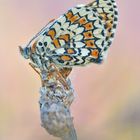 Wegerich Scheckenfalter - Melitaea cinxia #20