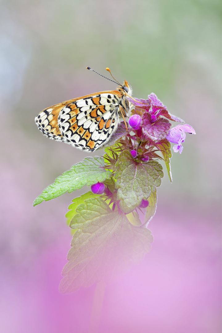 Wegerich Scheckenfalter - Melitaea cinxia #21