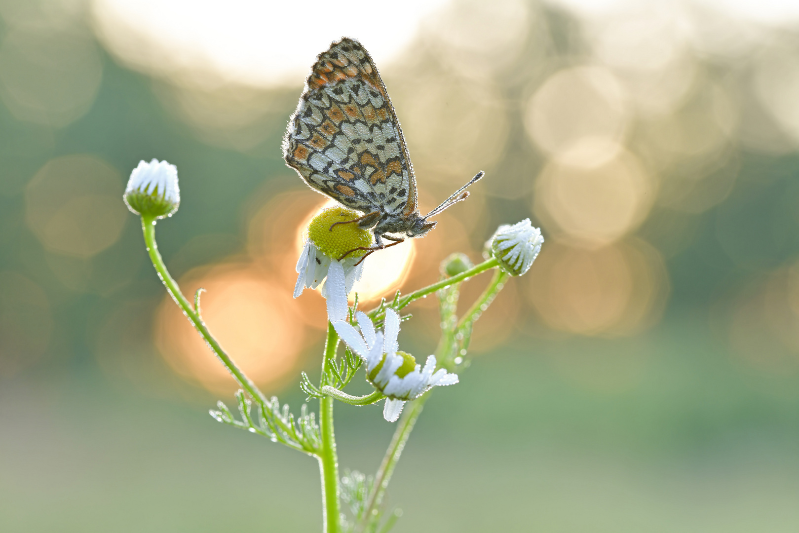 Wegerich Scheckenfalter - Melitaea cinxia #22