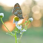 Wegerich Scheckenfalter - Melitaea cinxia #22