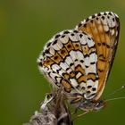 Wegerich-Scheckenfalter (Melitaea cinxia)