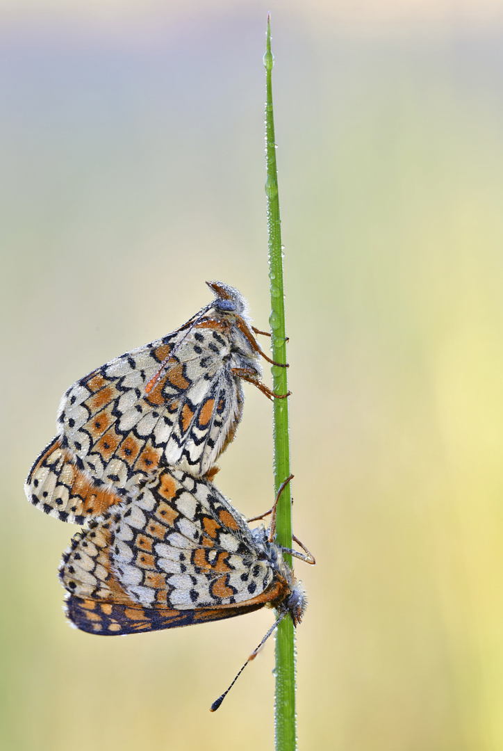 Wegerich Scheckenfalter - Melitaea cinxia #23