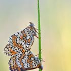 Wegerich Scheckenfalter - Melitaea cinxia #23