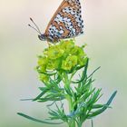 Wegerich Scheckenfalter - Melitaea cinxia #24