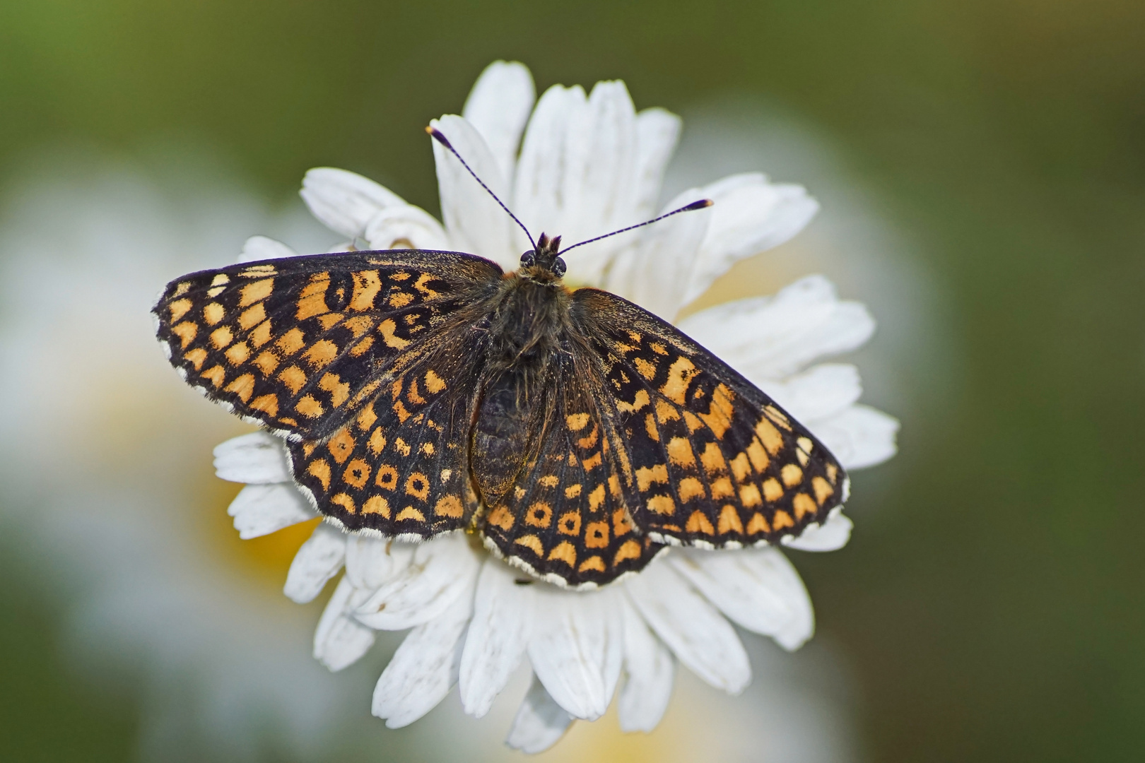 Wegerich-Scheckenfalter (Melitaea cinxia)