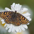 Wegerich-Scheckenfalter (Melitaea cinxia)