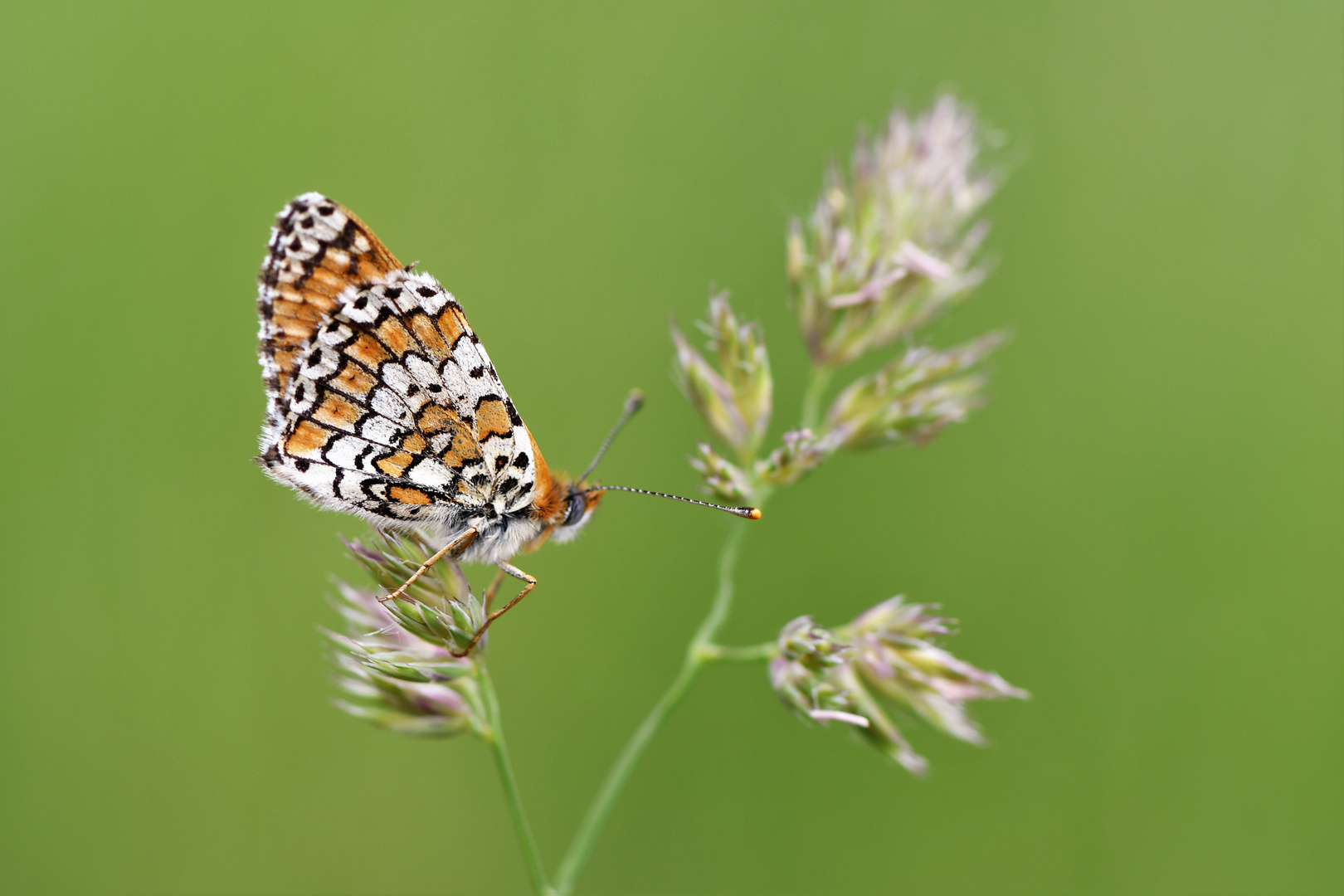 Wegerich Scheckenfalter (Melitaea cinxia)