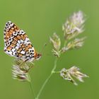 Wegerich Scheckenfalter (Melitaea cinxia)