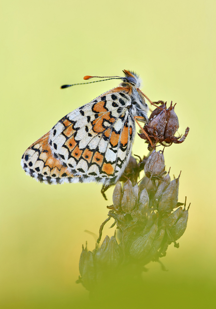 Wegerich Scheckenfalter - Melitaea cinxia #3