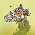 Wegerich Scheckenfalter - Melitaea cinxia #3