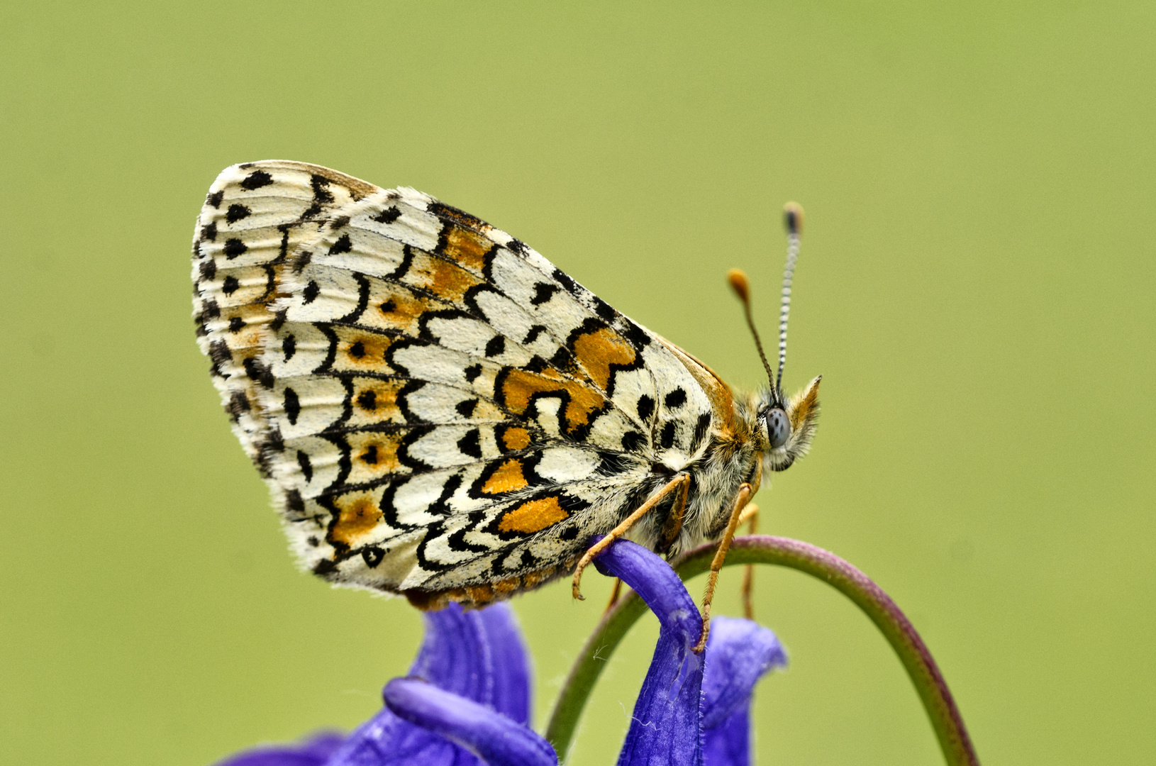 Wegerich Scheckenfalter (Melitaea cinxia)