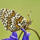 Wegerich Scheckenfalter (Melitaea cinxia)