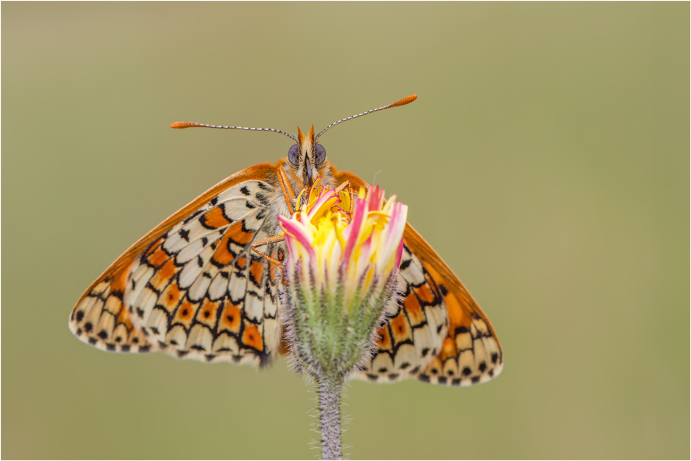 Wegerich-Scheckenfalter (Melitaea cinxia)