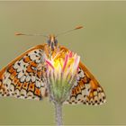 Wegerich-Scheckenfalter (Melitaea cinxia)