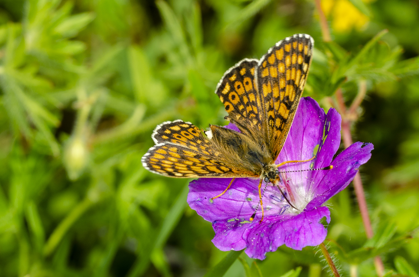 Wegerich-Scheckenfalter (Melitaea cinxia)