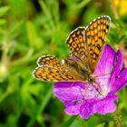 Wegerich-Scheckenfalter (Melitaea cinxia)