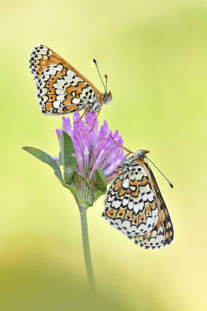 Wegerich Scheckenfalter - Melitaea cinxia #4