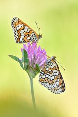 Wegerich Scheckenfalter - Melitaea cinxia #4